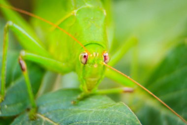 Sevimli uzun - boynuzlu çekirge, veya Tettigoniidae veya yeşil yaprakları ve yeşil renkli tıraşlama leafhopper
