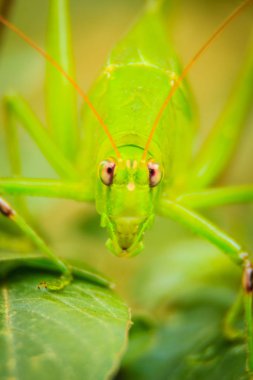 Sevimli uzun - boynuzlu çekirge, veya Tettigoniidae veya yeşil yaprakları ve yeşil renkli tıraşlama leafhopper