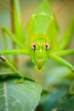 Sevimli uzun - boynuzlu çekirge, veya Tettigoniidae veya yeşil yaprakları ve yeşil renkli tıraşlama leafhopper