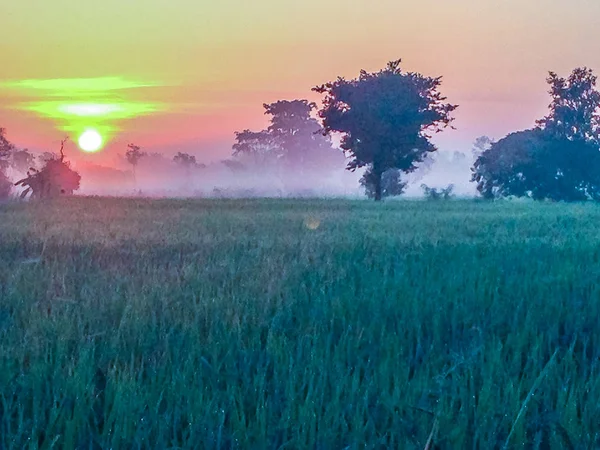 Krásný Pohled Rýže Rýžového Pole Během Sunrise Zataženo Modré Oblohy — Stock fotografie