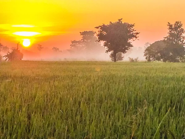 Krásný Pohled Rýže Rýžového Pole Během Sunrise Zataženo Modré Oblohy — Stock fotografie