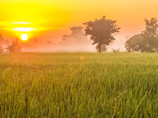 Вид Рисового Поля Восход Солнца Облачность Голубое Небо Утром — стоковое фото
