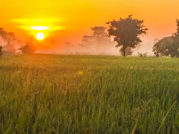 Krásný Pohled Rýže Rýžového Pole Během Sunrise Zataženo Modré Oblohy — Stock fotografie