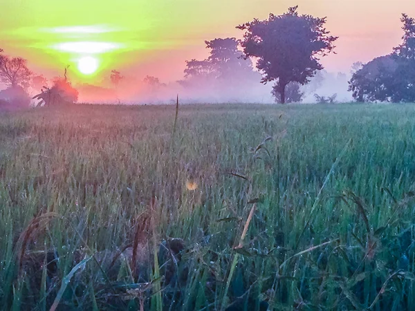 Krásný Pohled Rýže Rýžového Pole Během Sunrise Zataženo Modré Oblohy — Stock fotografie