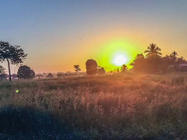 Krásný Pohled Rýže Rýžového Pole Během Sunrise Zataženo Modré Oblohy — Stock fotografie