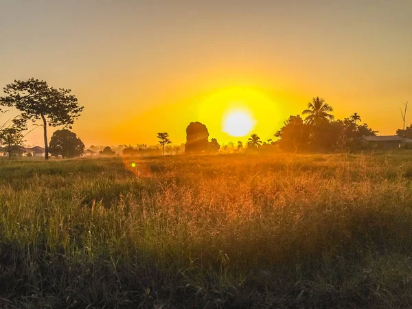 Krásný Pohled Rýže Rýžového Pole Během Sunrise Zataženo Modré Oblohy — Stock fotografie