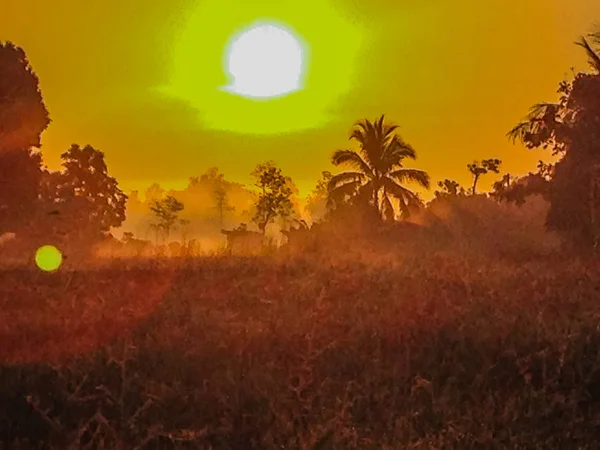 Krásný Pohled Rýže Rýžového Pole Během Sunrise Zataženo Modré Oblohy — Stock fotografie