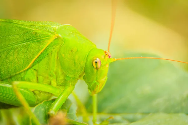 Roztomilý Long Horned Kobylky Nebo Tettigoniidae Nebo Leafhopper Prohlížení Zelených — Stock fotografie