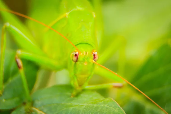 かわいいロング 角状のバッタ キリギリス または緑の葉と緑色の背景に止まったツマグロヨコバイ — ストック写真