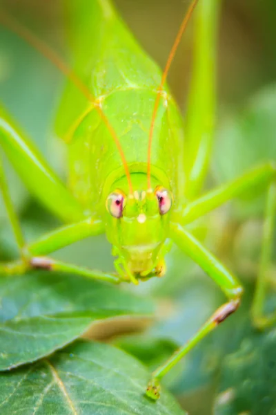 Niedlichen Langhörnchen Oder Tettigoniidae Oder Blatthopper Hockt Auf Grünen Blättern — Stockfoto
