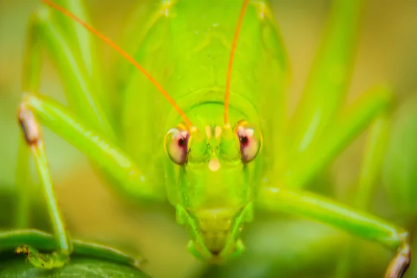 Lindos Saltamontes Cuernos Largos Tettigoniidae Tolva Hojas Encaramadas Sobre Hojas —  Fotos de Stock