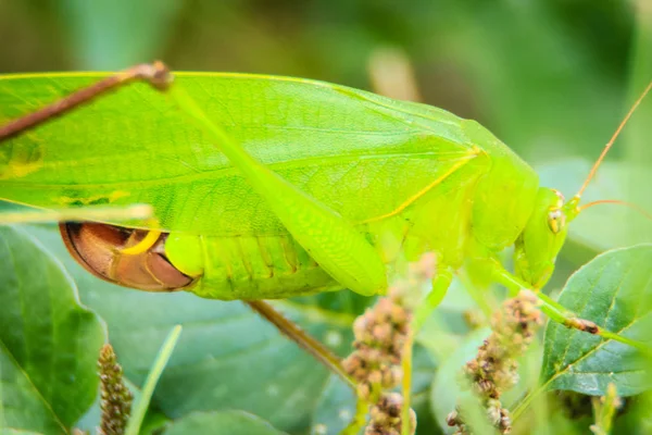 Roztomilý Long Horned Kobylky Nebo Tettigoniidae Nebo Leafhopper Prohlížení Zelených — Stock fotografie