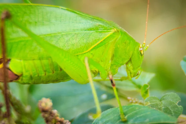 Niedlichen Langhörnchen Oder Tettigoniidae Oder Blatthopper Hockt Auf Grünen Blättern — Stockfoto