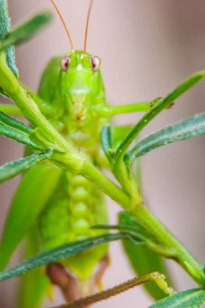 Niedlichen Langhörnchen Oder Tettigoniidae Oder Blatthopper Hockt Auf Grünen Blättern — Stockfoto