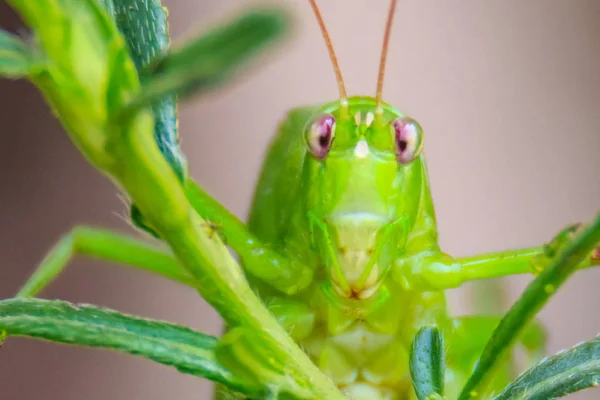 Roztomilý Long Horned Kobylky Nebo Tettigoniidae Nebo Leafhopper Prohlížení Zelených — Stock fotografie