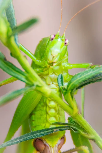 Roztomilý Long Horned Kobylky Nebo Tettigoniidae Nebo Leafhopper Prohlížení Zelených — Stock fotografie