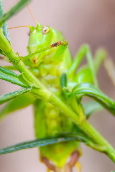 Słodkie Długo Koniki Polne Rogata Lub Pasikonikowatych Tettigoniidae Lub Leafhopper — Zdjęcie stockowe