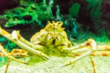 Yakın çekim Taraba deniz yengeçleri veya Alaska kral yengeç. Kırmızı Kral Yengeç, Paralithodes camtschaticus, aynı zamanda Kamchatka yengeç veya Alaskan Kral Yengeç denilen, Bering Denizi 'nin yerli Kral Yengeç türüdür. 