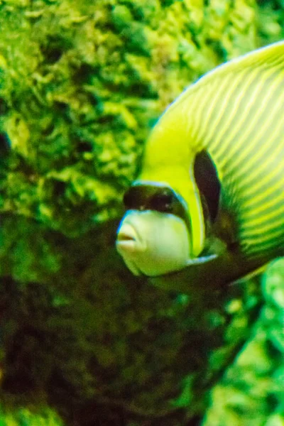 Niedliche Fische Riff Unter Tiefblauem Meer Unterwasserwelt Mit Wunderbaren Fischen — Stockfoto