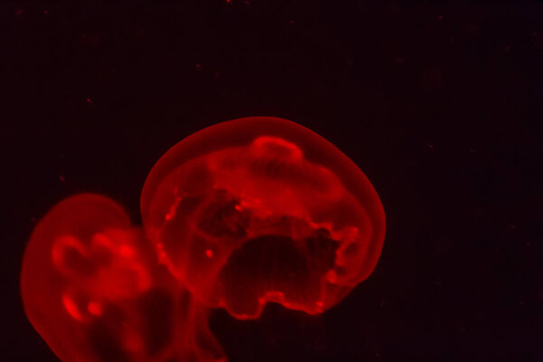 Red jellyfish glowing in the dark background. 