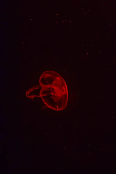 红色水母在黑暗背景下发光 — 图库照片
