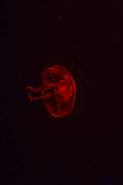 Medusas Rojas Brillando Fondo Oscuro — Foto de Stock