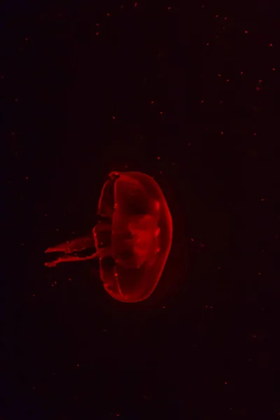 Medusas Rojas Brillando Fondo Oscuro — Foto de Stock