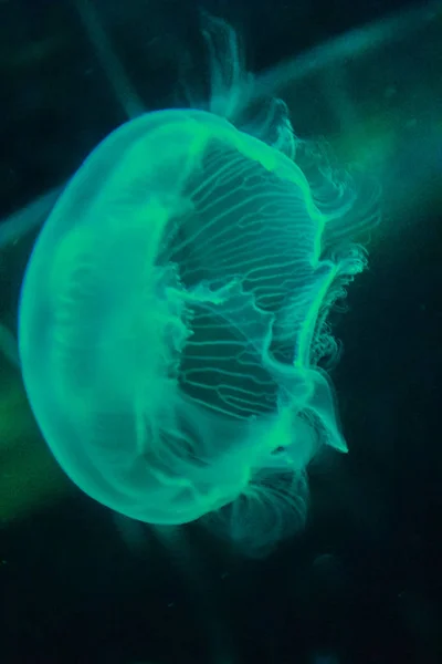 Hermosas Medusas Azules Suaves Que Brillan Fondo Oscuro — Foto de Stock