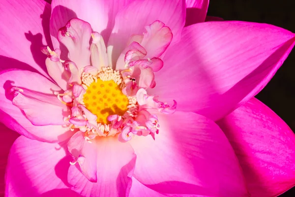 Vackra Rosa Lotus Med Gul Grön Lotus Pollen Närbild Stora — Stockfoto