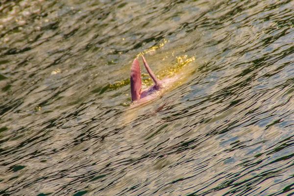 Indo Pacyfiku Garbus Delfin Sousa Chinensis Lub Różowy Delfin Lub — Zdjęcie stockowe