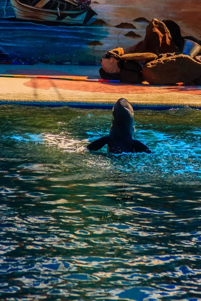 可爱的伊洛瓦底江海豚 Orcaella Brevirostris 漂浮在水中 跳到在黑板上跳舞的海豚表演 — 图库照片