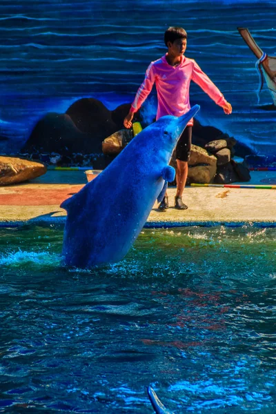 Chanthaburi Tailândia Maio 2015 Treinador Está Ensinando Golfinho Pular Shows — Fotografia de Stock