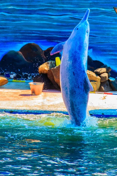 Indo Pacyfiku Garbus Delfin Sousa Chinensis Lub Różowy Delfin Lub — Zdjęcie stockowe