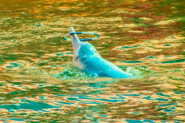 Niedlichen Indo Pazifischen Buckeldelphin Sousa Chinensis Oder Rosa Delphin Oder — Stockfoto