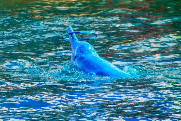 Söt Indo Pacific Knölvalar Delfin Sousa Chinensis Eller Rosa Delfin — Stockfoto