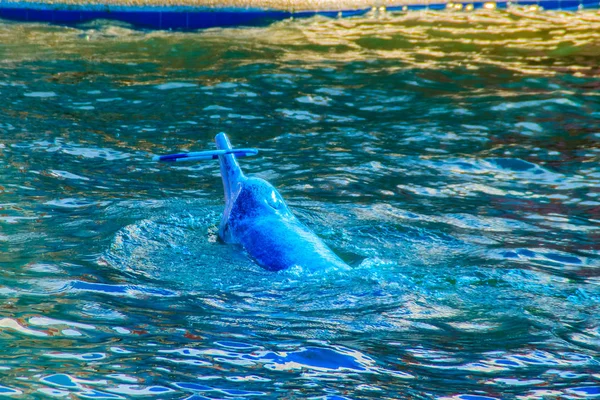 Söt Indo Pacific Knölvalar Delfin Sousa Chinensis Eller Rosa Delfin — Stockfoto