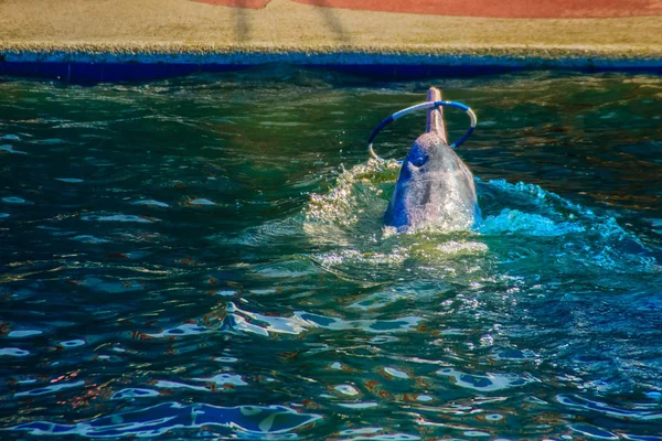 Cute Delfina Indo Pacific Humbaki Sousa Chinensis Lub Różowy Delfin — Zdjęcie stockowe