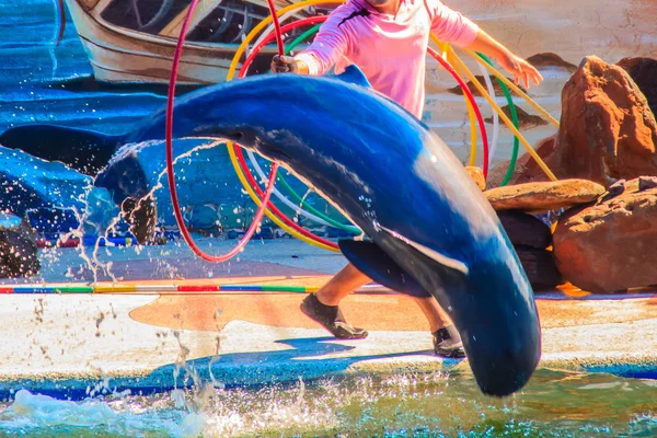 Chanthaburi Tailândia Maio 2015 Treinador Está Ensinando Golfinho Saltar Através — Fotografia de Stock