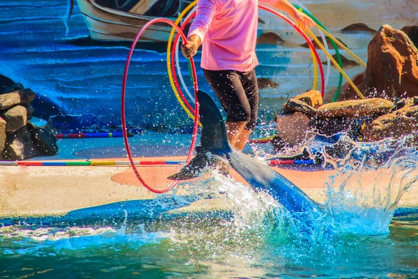 トレーナーはオアシスの海の世界 チャンタブリー タイでタイの幻想的なイルカのプールでのショーのフープを介してジャンプするイルカを教えるチャンタブリー 2015 — ストック写真