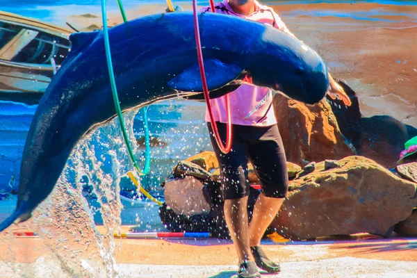 Chanthaburi 2015年5月5日 训练师正在教海豚跳过在绿洲海世界游泳池 泰国梦幻般的海豚馆里在泰国 Chanthaburi 的篮球表演 — 图库照片