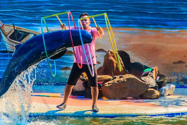 Chanthaburi Thailand May 2015 Trainer Teaching Dolphin Jumping Hoops Shows — Stock Photo, Image