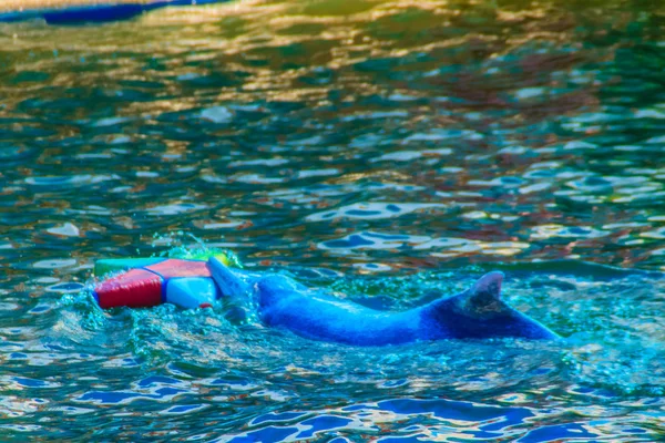 Carino Delfino Sta Giocando Palla Spettacoli Ballo Piscina — Foto Stock