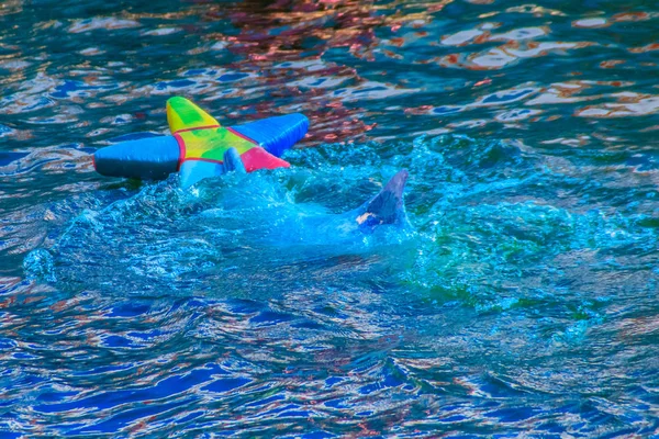 Golfinho Bonito Está Jogando Bola Dançando Shows Piscina — Fotografia de Stock