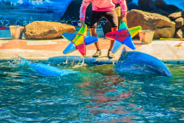 Lindo Delfín Está Jugando Pelota Bailando Espectáculos Piscina — Foto de Stock