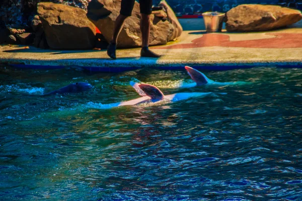 中国白イルカやピンクのイルカ かわいいインド太平洋ウスイロイルカ属 Sousa 成虫はジャンプとスイミング プールでダンスショー — ストック写真