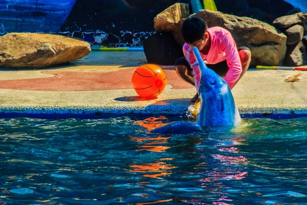 Delfin Jest Grać Piłkę Pokazy Taneczne Basenie — Zdjęcie stockowe