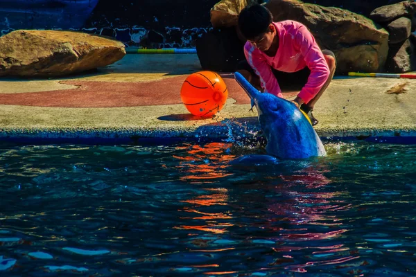 Lindo Delfín Está Jugando Pelota Bailando Espectáculos Piscina —  Fotos de Stock