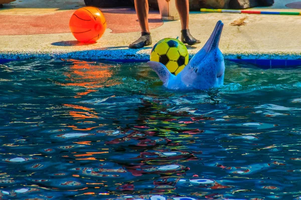 Carino Delfino Sta Giocando Palla Spettacoli Ballo Piscina — Foto Stock