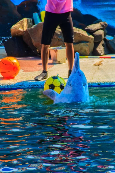 Netter Delfin Spielt Ball Und Tanzshows Schwimmbad — Stockfoto