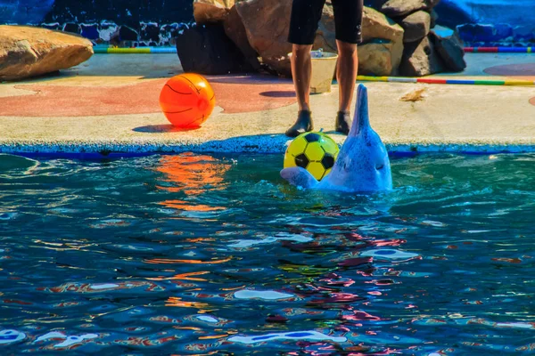 Carino Delfino Sta Giocando Palla Spettacoli Ballo Piscina — Foto Stock